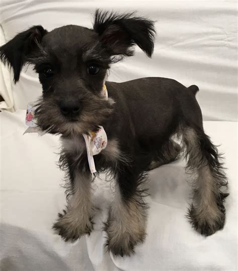 miniature schnauzer puppies $400